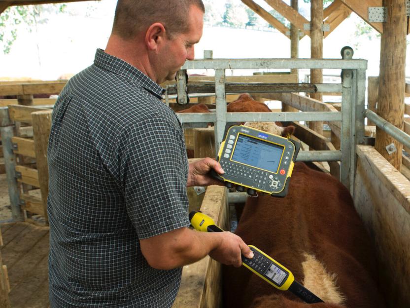 Main scanning cows