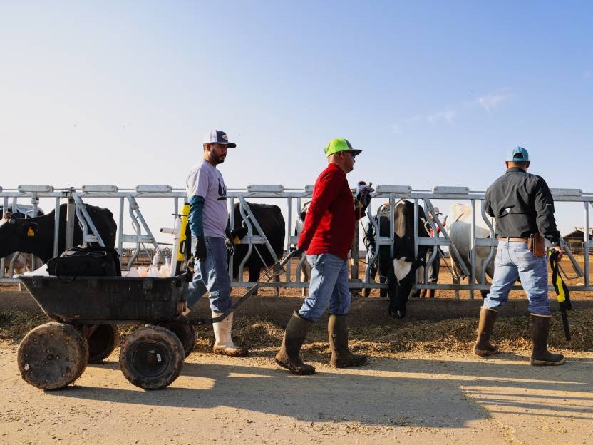 Farmers treating livestock