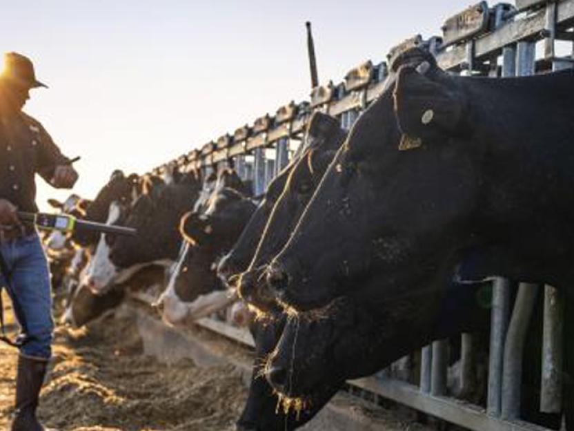 Dairy Farming North America