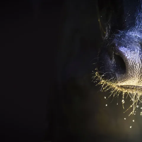 Cow with water