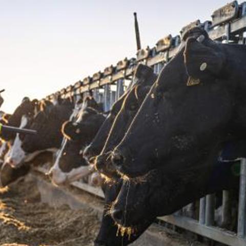 Dairy Farming North America