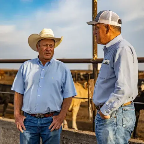 Farmer with cattle in a field