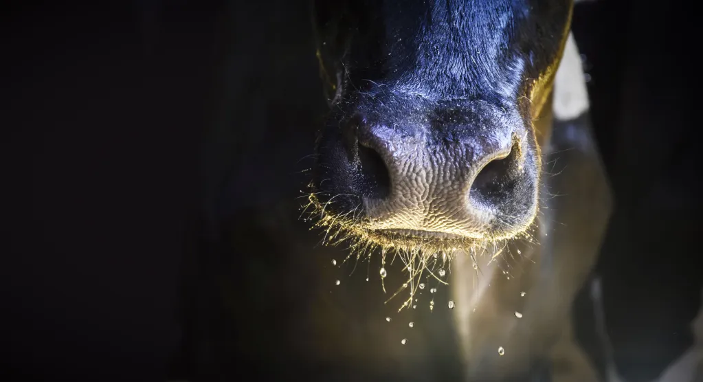 Calf's nose having water