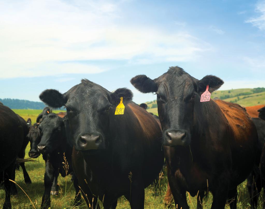 Cows in field