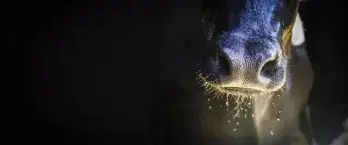 CalfNose_WithWater_SupplyWater_